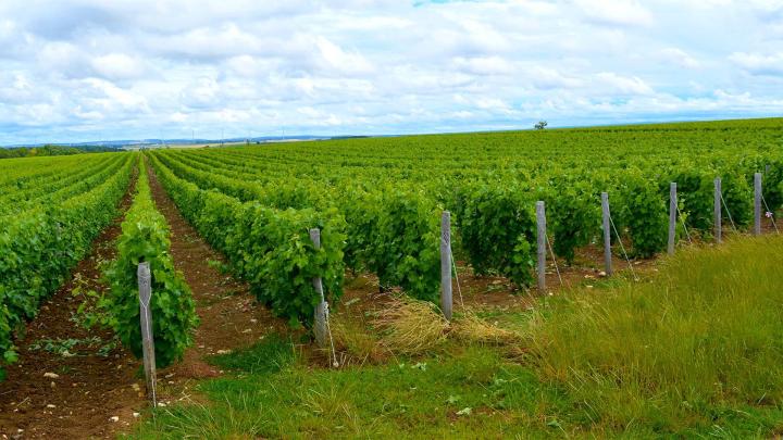 Producteur vin en fût de chêne Nièvre