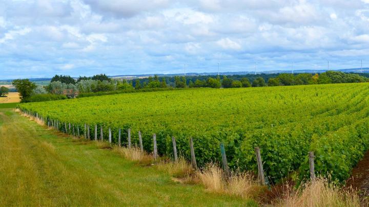 Visite de vignoble Nièvre