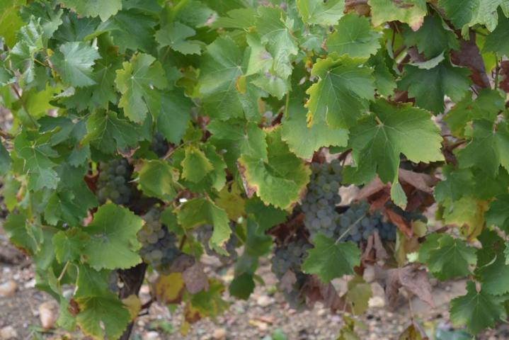 Vente de vin Pouilly-Fumé Nièvre