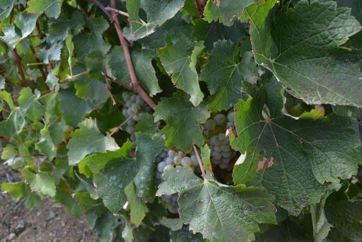 Fournisseur de vin Pouilly-Fumé Nièvre