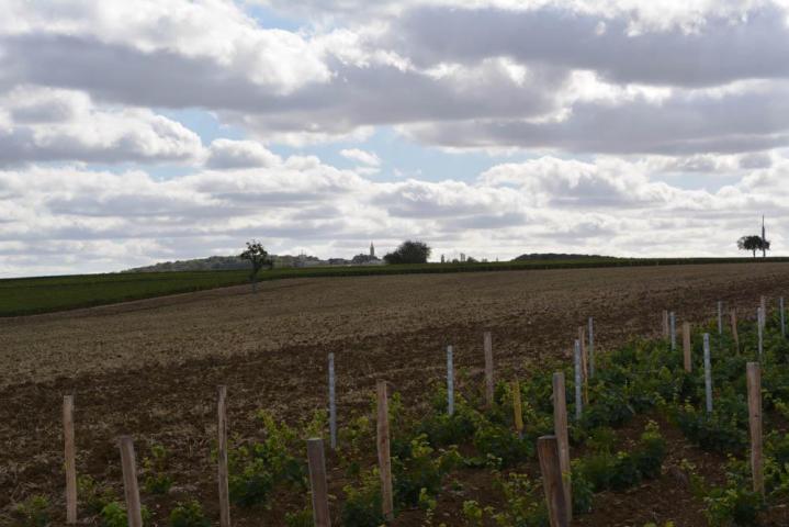 Fournisseur de vin Pouilly-Fumé Nièvre