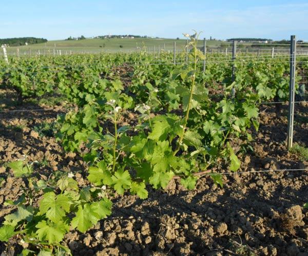 Producteur vin en fût de chêne Nièvre
