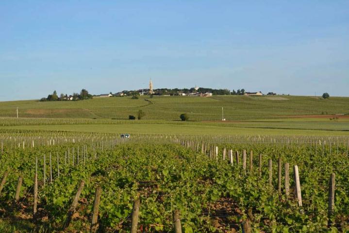 Production de vin élevé en fût de chêne Nièvre