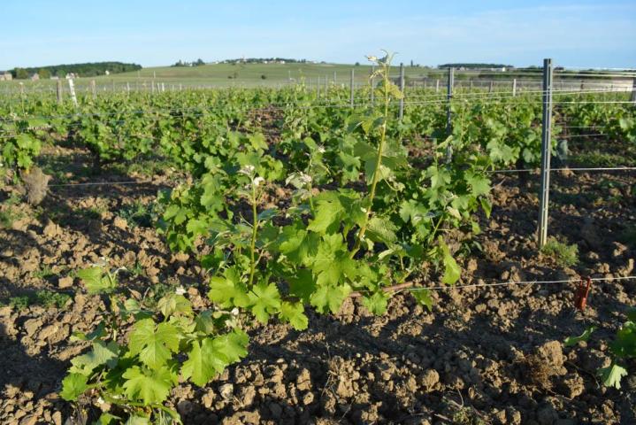 Fournisseur de vin Pouilly-Fumé Nièvre