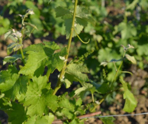 Découverte du vignoble Nièvre