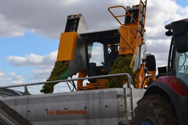 Production de vin élevé en fût de chêne Nièvre