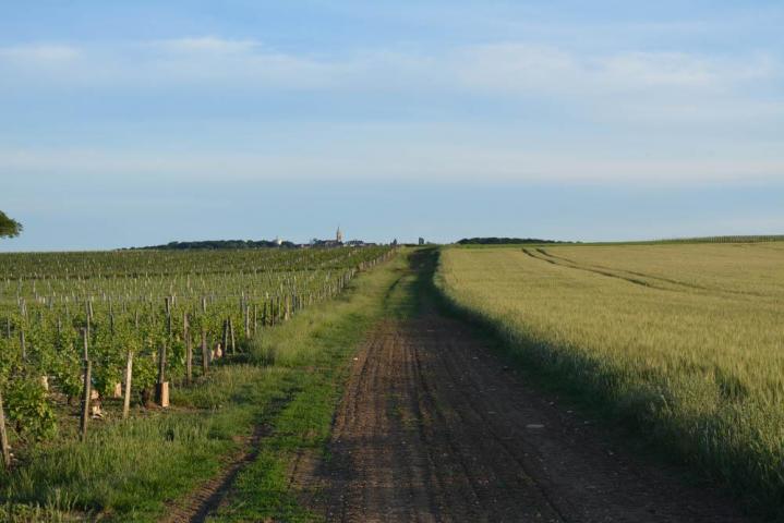 Visite de vignoble Nièvre