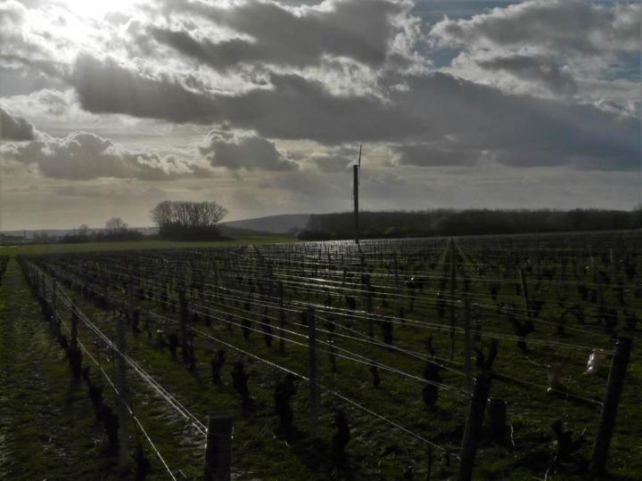 Découverte du vignoble Nièvre