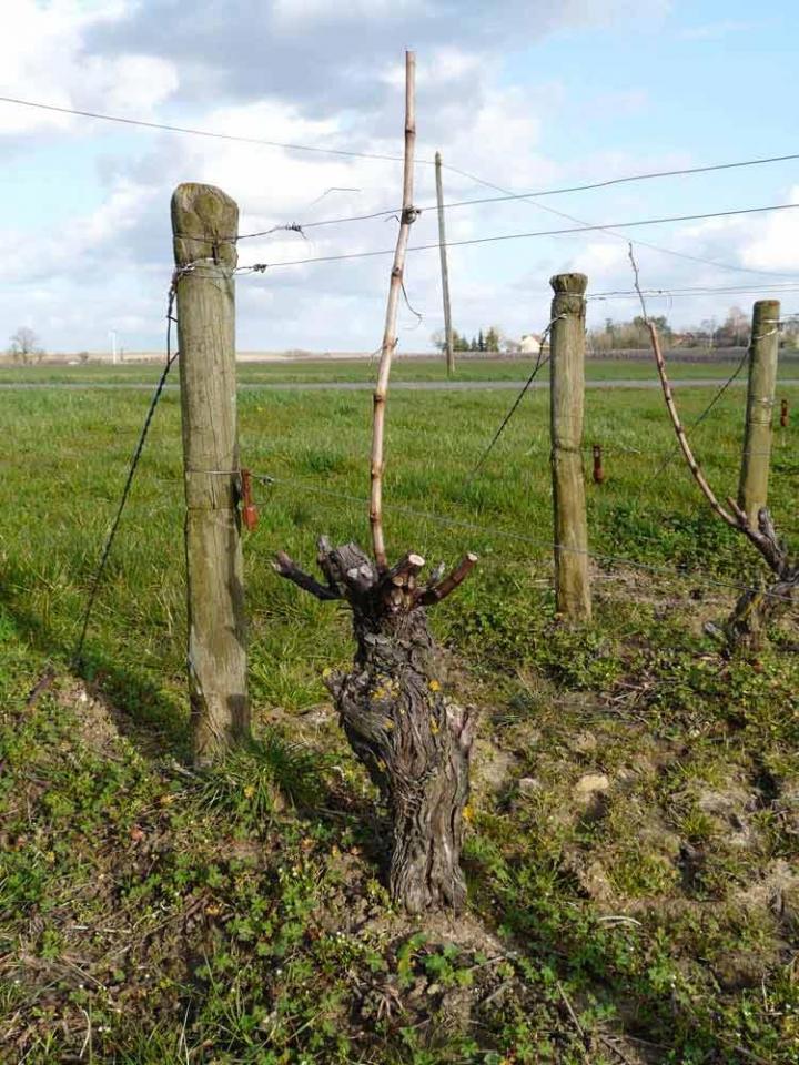 Visite de vignoble Nièvre