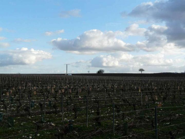  Découverte du vignoble Nièvre