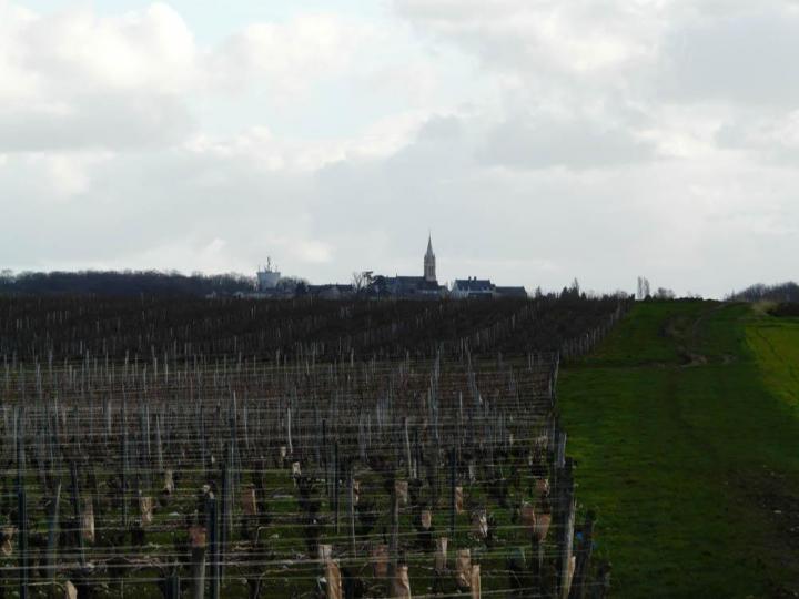 Visite de vignoble Nièvre