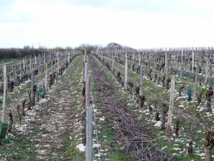Découverte du vignoble Nièvre