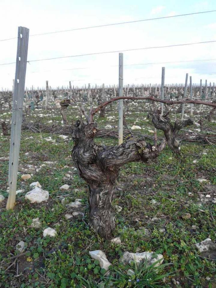 Visite de vignoble Nièvre