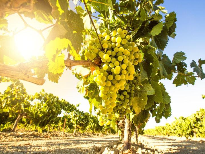 Visite de vignoble Nièvre